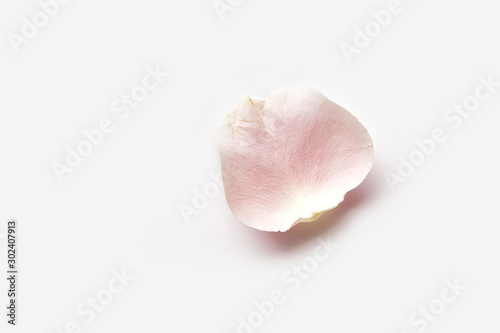 Rose flower petal on white background with copy space. Gentle petal top view
