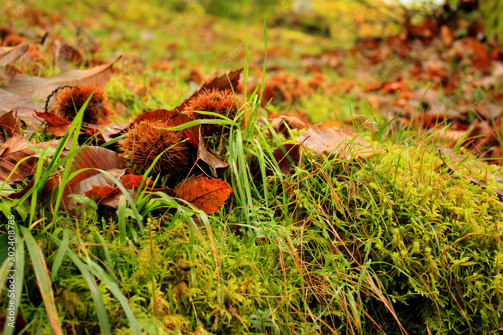paisaje de otoño con hojas y castañas