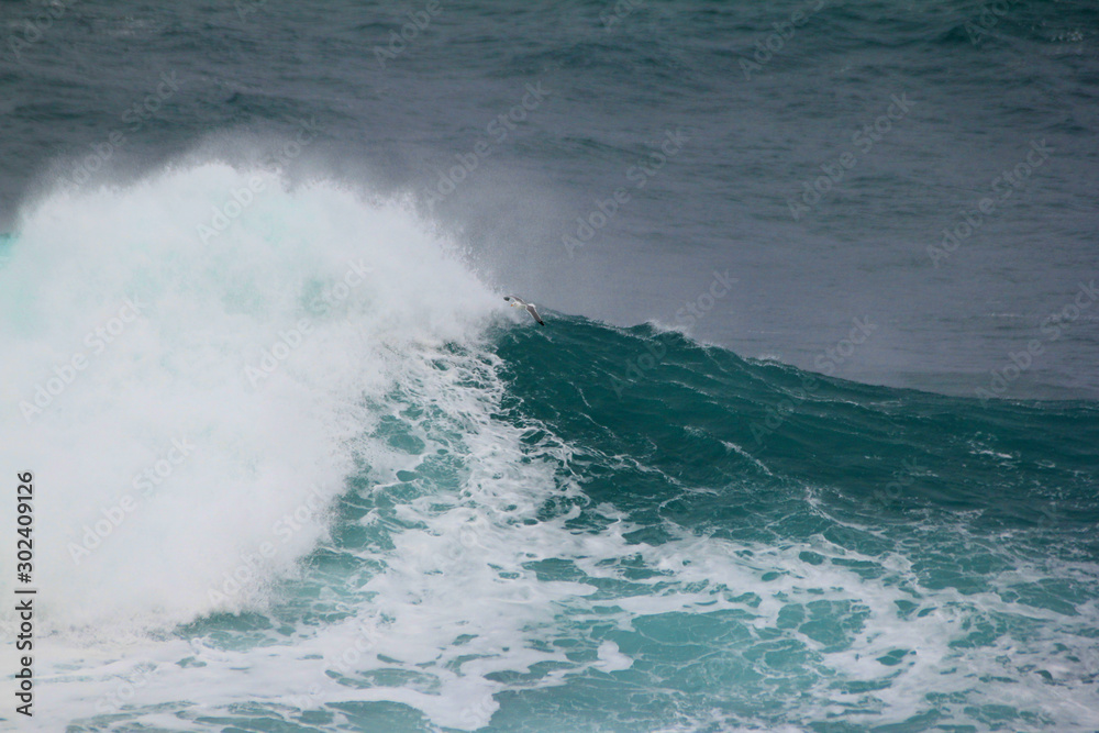 Fototapeta premium Gaviota en ola rompiendo en el mar