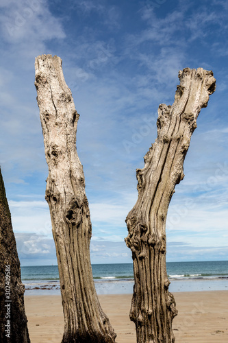 Big breakwater  3000 trunks to defend the city from the tides  Plage de l   ventail beach in Saint-Malo  Ille-et-Vilaine  Brittany 