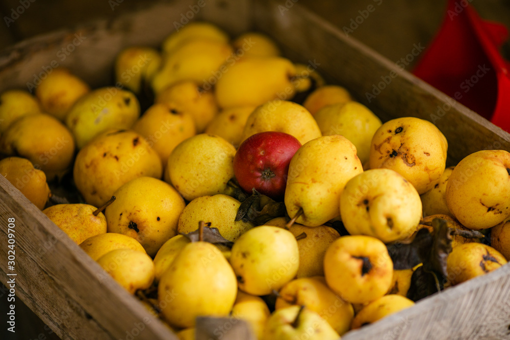 Large box of yellow autumn pears. Small farm concept