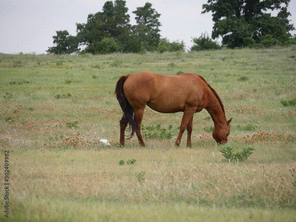 Wide shot of a meadow with a horse grazing Wide shot of a meadow with a horse grazing