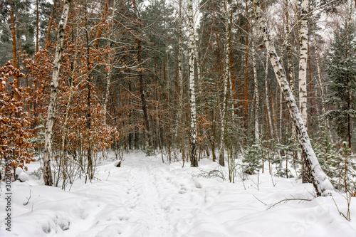 Forest. Winter. A lot of snow. A white blanket covered the ground and the trees. Snowfall. Snowdrifts.