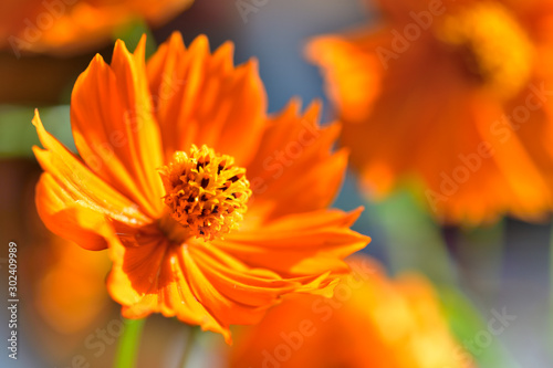 キバナコスモス