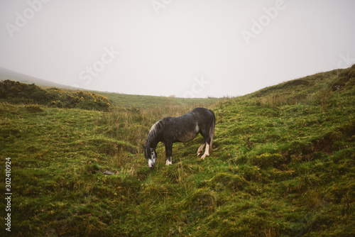 Horse in english countryside