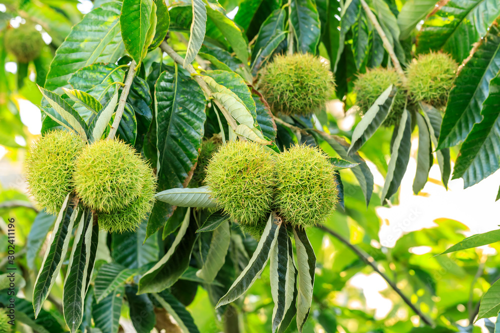 Chinese chestnut fruit grow on tree Chinese chestnut fruit grow on tree