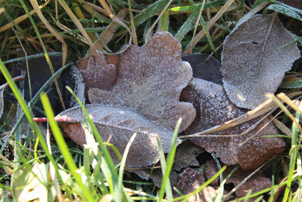 An oak leaf lies among other leaves and pine needles on the floor in the forest. frost kissed on a cold morning.