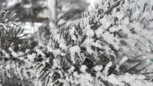 spruce branches in cloudy winter weather