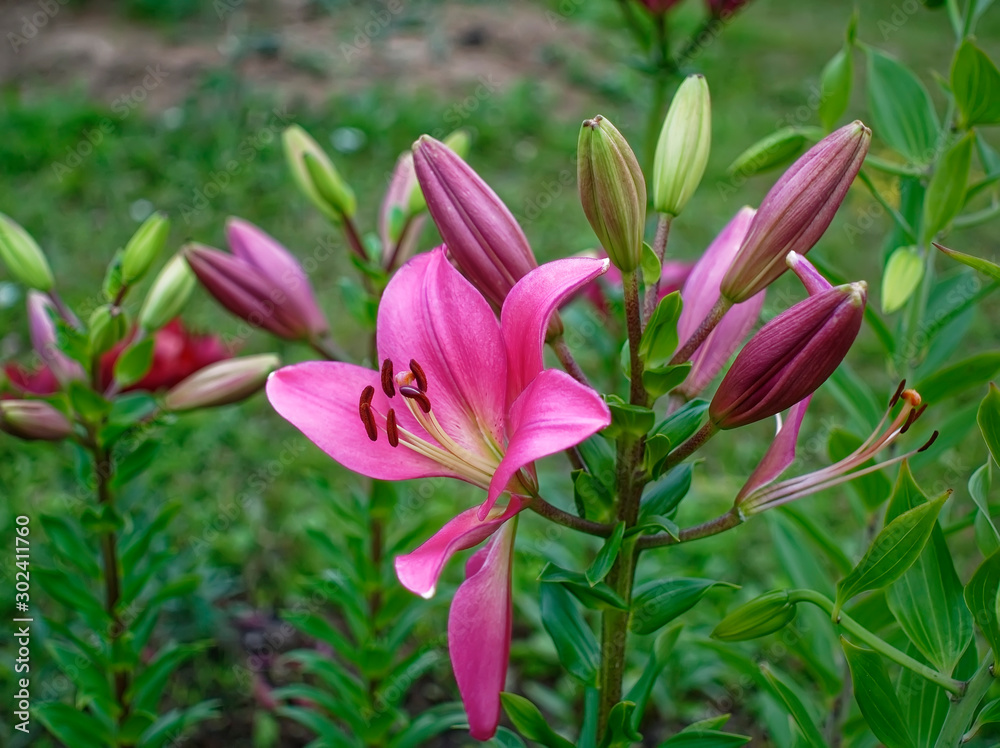 Obraz premium pink daylily in the garden in summer, Russia.