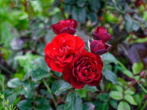 bright red Bush roses in the garden in summer, Russia.