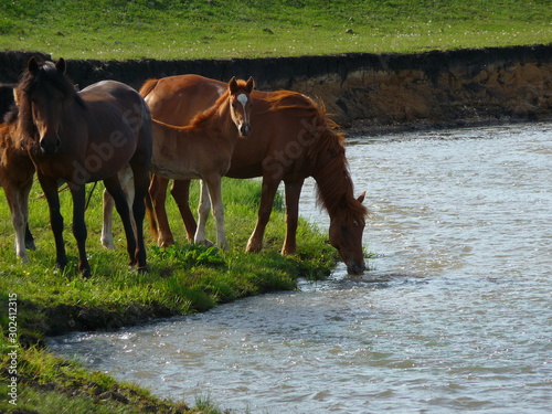 horses drink water