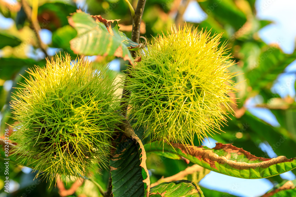Chinese chestnut fruit grow on tree Chinese chestnut fruit grow on tree