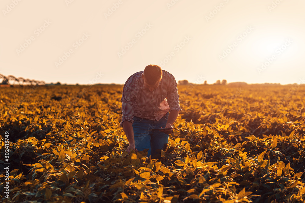 Young farmer in filed holding tablet in his hands and examining soybean corp.