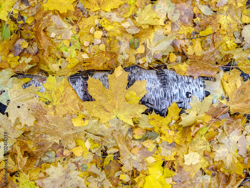 Bright yellow autumn leaves on an old birch log in a forest glade in the fall. The beauty of autumn nature.