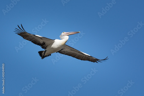 Australian Pelican in fligh, soaring across a clear blue sky.