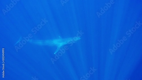 Blue Whale underwater video