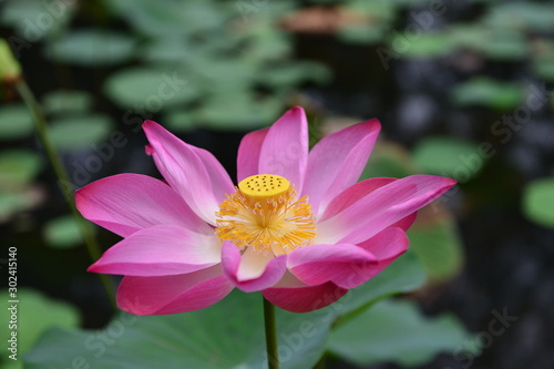 Lotus flower in the garden