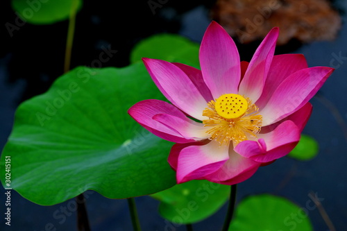 Lotus flower in the garden