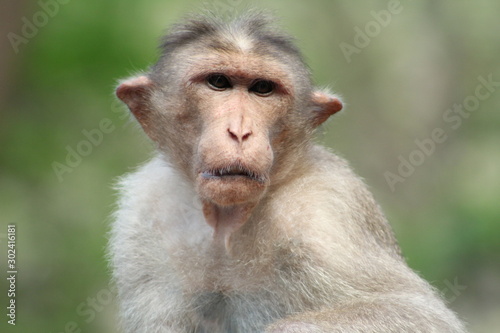 Old Mountain Monkey gives some reaction  © Hari_Clickz