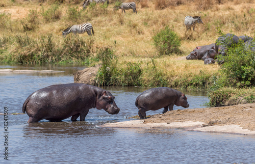 Hippo and Baby coming out of pool, Masai Mara, Africa