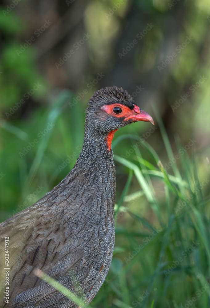 Red necked Spurfowl, Francolinus afer, Kenya, Africa Red necked Spurfowl, Francolinus afer, Kenya, Africa