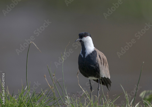 Spur winged Plover, Vanellus spinosus, Kenya, Africa photo