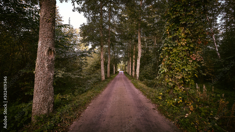 Road through an alley with forest on the sides
