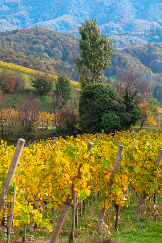Fototapeta Naklejka Na Ścianę i Meble -  Vineyards in autumn in Slovenia