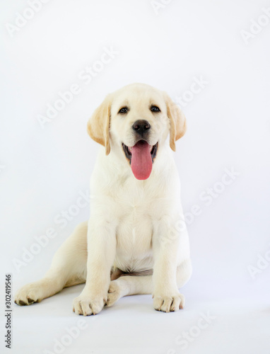 Little Labrador puppy isolated on white background