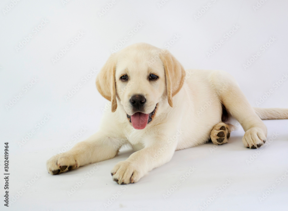 Little Labrador puppy isolated on white background Little Labrador puppy isolated on white background