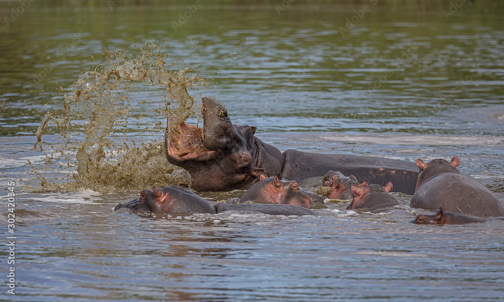 Φωτογραφία Hippopotamus Mother and baby, Hippopotamus amphibius,  Maasai Mara, Africa