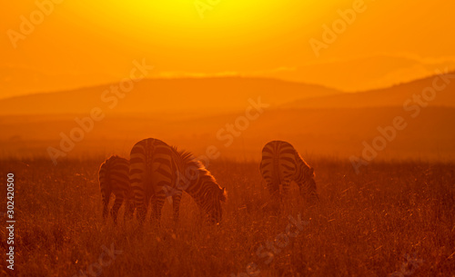 Zebra at Sunrise  Africa