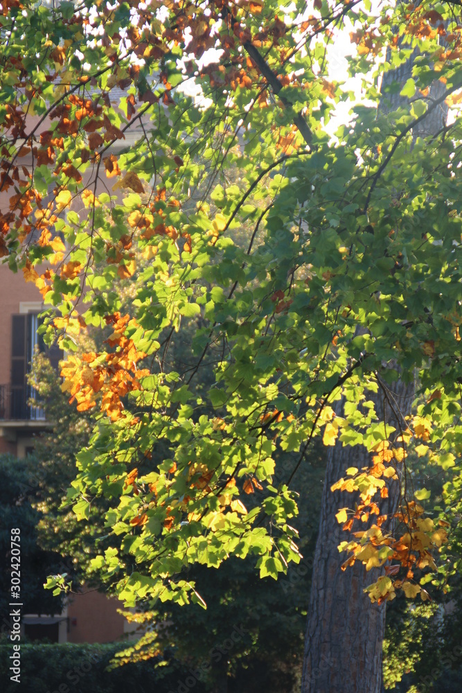 Naklejka premium autunno