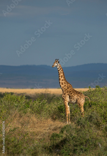Giraffe in Golden light, Maasai Mara, Africa