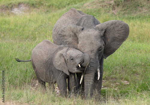 Elephant drinking water  Maasai Mara  Kenya  Africa