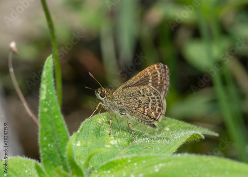 Veined Scrub Hopper Butterfly, Aeromachus stigmata, Sikkim, India
