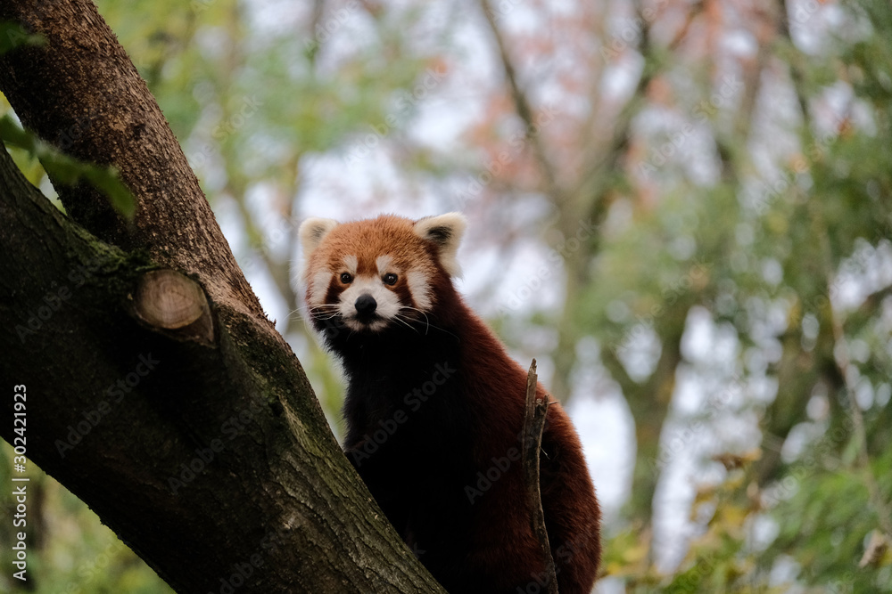 Fototapeta premium Kleiner Panda
