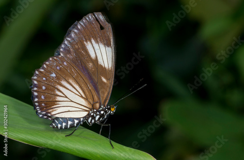 Courtesan butterfly Female, Euripus nycteliu, Garo Hills, meghalaya, India photo