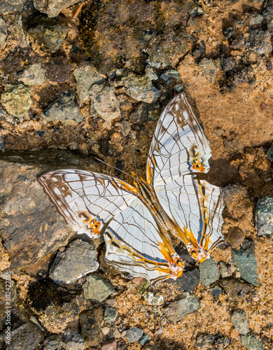 Common Map butterfly, Cyrestis thyodamas, Garo Hills, Meghalaya, India photo