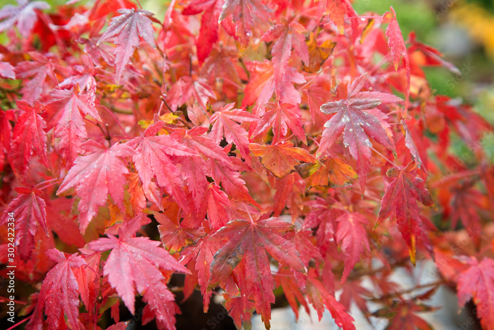 Red Maple Leaves in Autumn