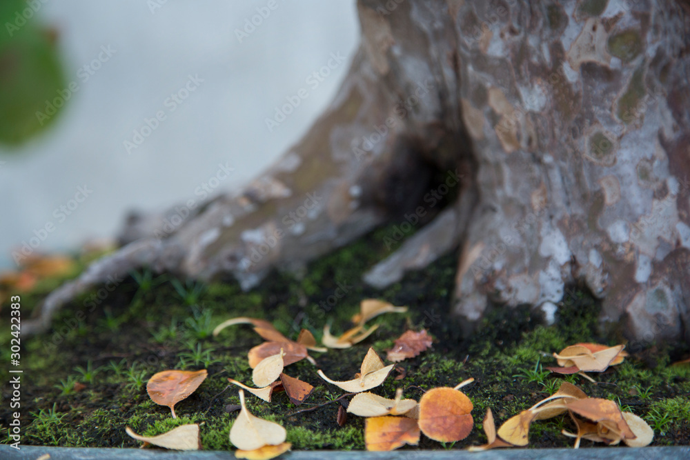 Red, green and yellow leaves on the ground with pseudocydonia bonsai trunk in autumn Red, green and yellow leaves on the ground with pseudocydonia bonsai trunk in autumn