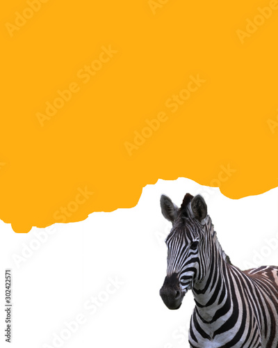 Zebra art