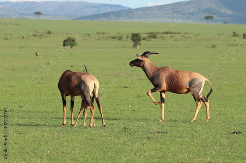 Topi male in the african savannah.