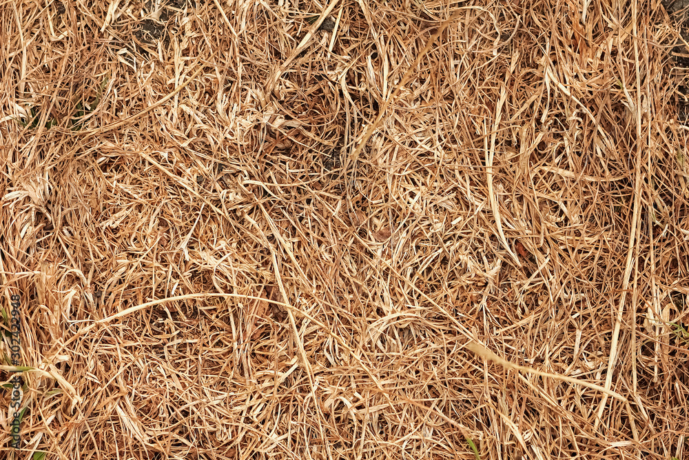 background of dry shallow grass in the meadow background of dry shallow grass in the meadow