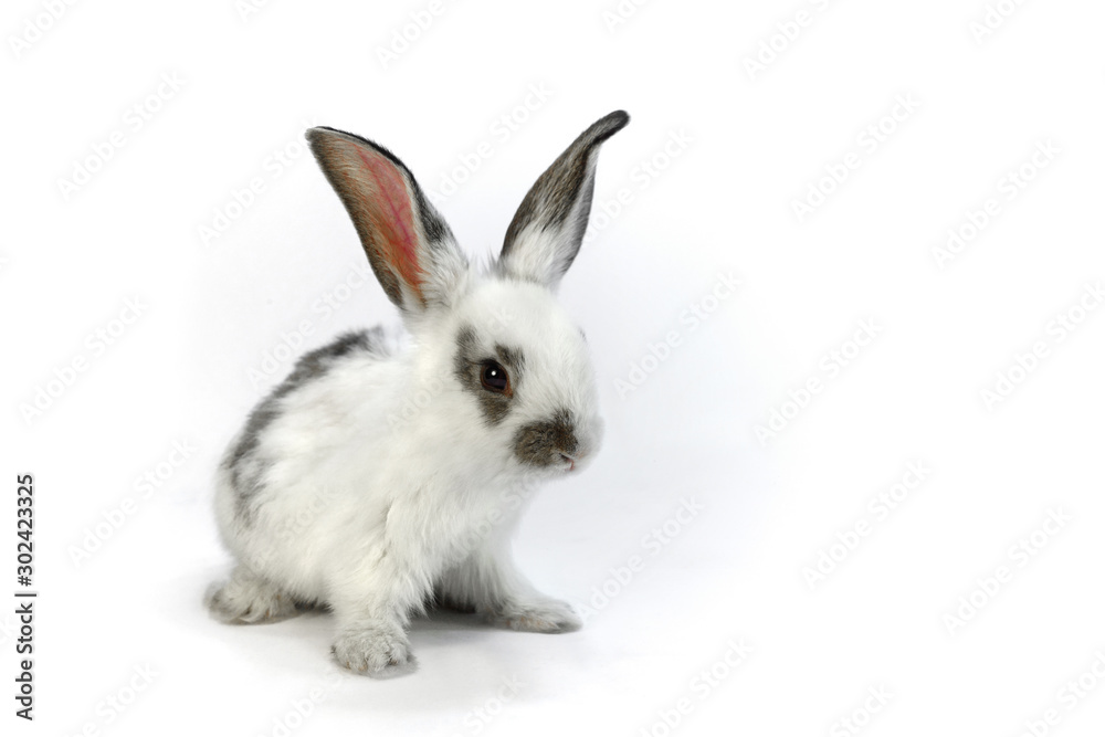 Obraz premium 白背景の1匹の子ウサギ