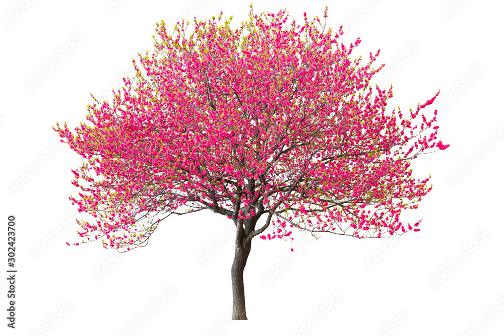 Purple cherry tree isolated on white background. - obrazy, fototapety, plakaty 
