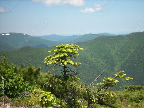 spruce on a yuzhno-sakhalinsk hills