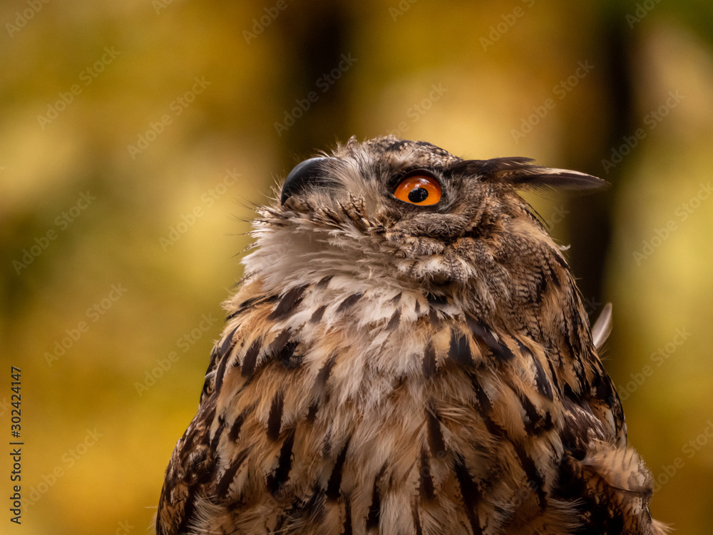 Fototapeta premium Eurasian eagle-owl (Bubo Bubo) in colorful autumn forest. Eurasian eagle owl sitting on tree. Owl in colorful autumn forest.