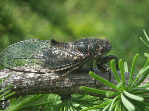 cicada on a green leaves