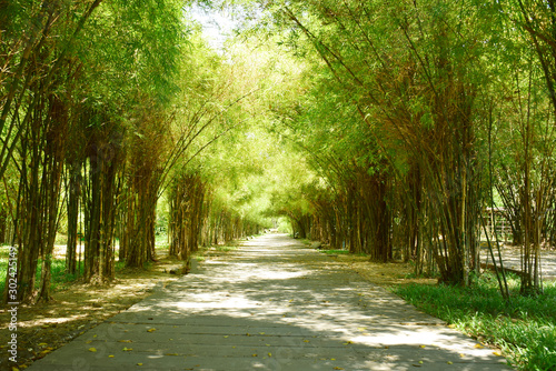 Fototapeta Naklejka Na Ścianę i Meble -  Green bamboo tree in park